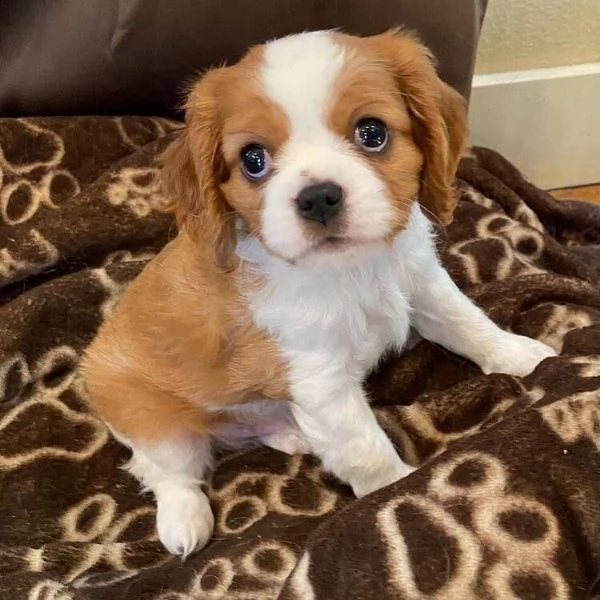 cavalier king charles