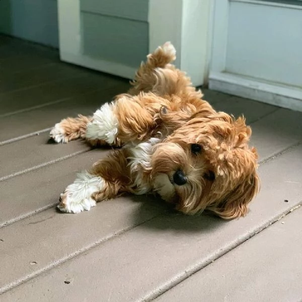 havanese  | Foto 0
