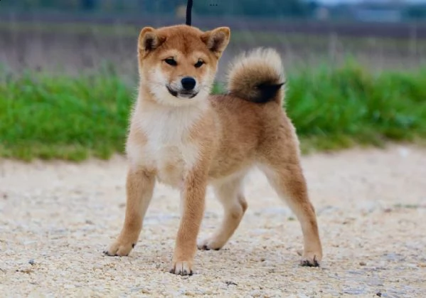 shiba inu  | Foto 1