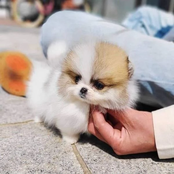 volpino pomeranian  | Foto 0