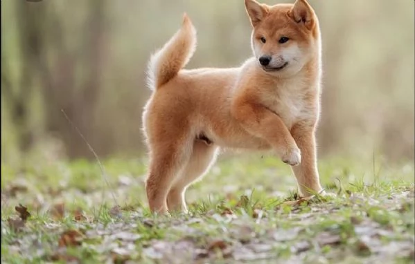 regalo cuccioli shiba inu cuccioli shiba inu maschio e femmina disponibile. tutti i documenti sono d