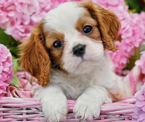 cuccioli di cavalier king femminucce e maschietti disponibili per l'adozione gratuita i cuccioli son