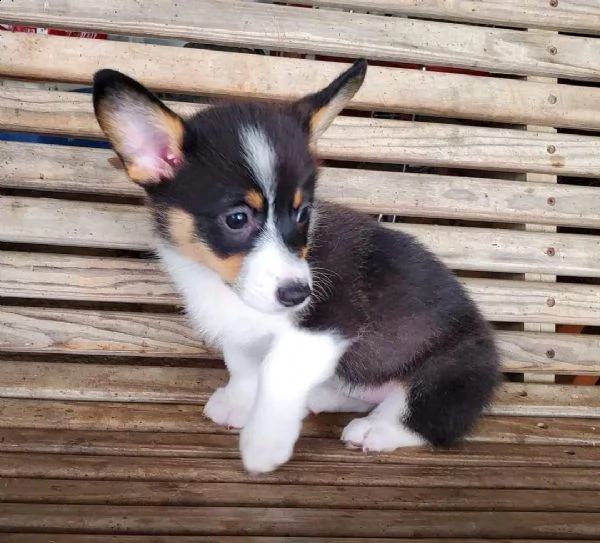 corgi  | Foto 0
