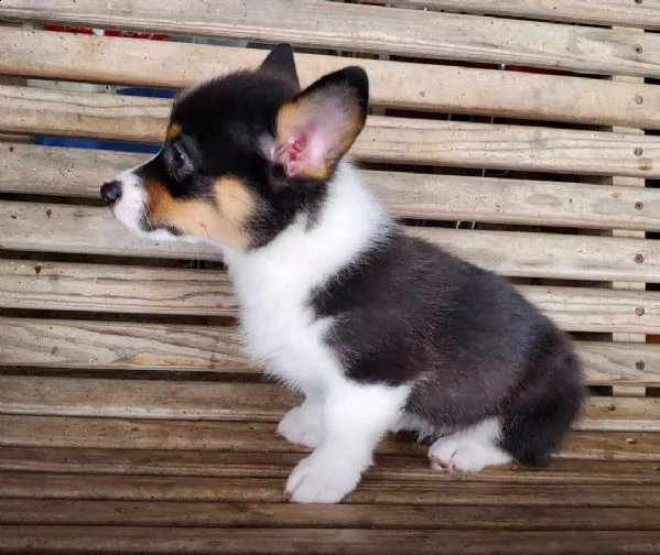 corgi 