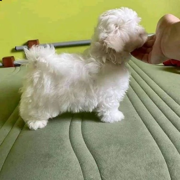 maltese  | Foto 0