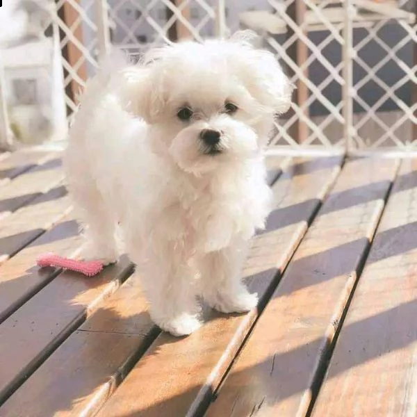 maltese 