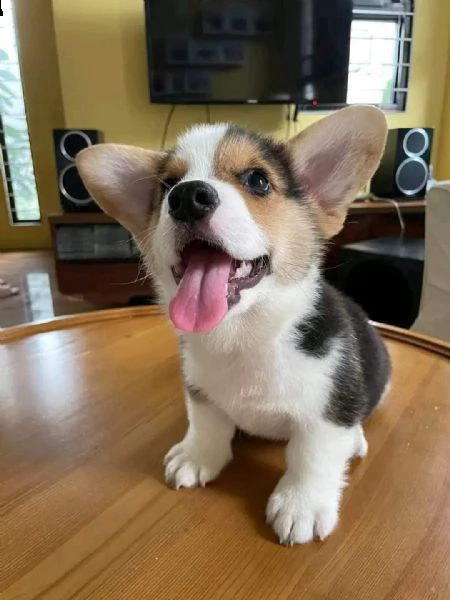 corgi  | Foto 0