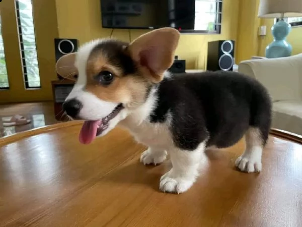 corgi 