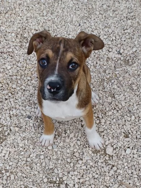 IL DOLCE CHOCO | Foto 5