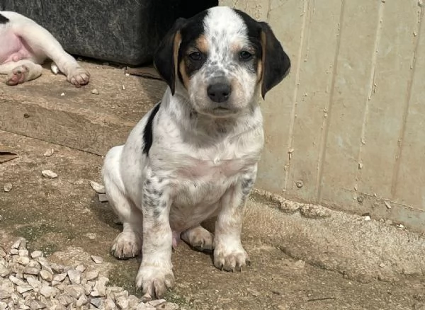 SIRYA MIX SEGUGINA SETTERINA | Foto 10