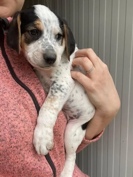 SIRYA MIX SEGUGINA SETTERINA | Foto 9