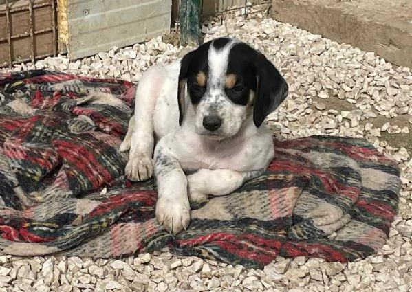 SIRYA MIX SEGUGINA SETTERINA | Foto 8