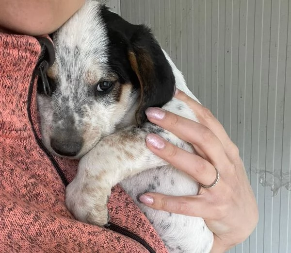 SIRYA MIX SEGUGINA SETTERINA | Foto 7