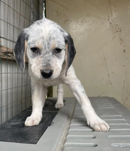 SIRYA MIX SEGUGINA SETTERINA | Foto 4