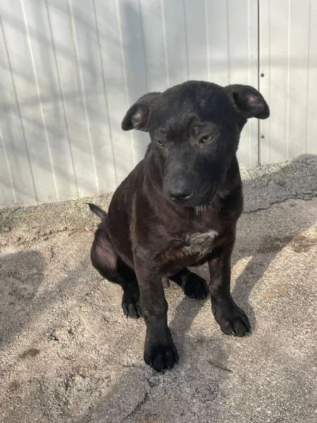 SIMON SIMIL LABRADORINO | Foto 4