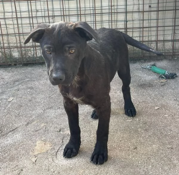 SIMON SIMIL LABRADORINO | Foto 2