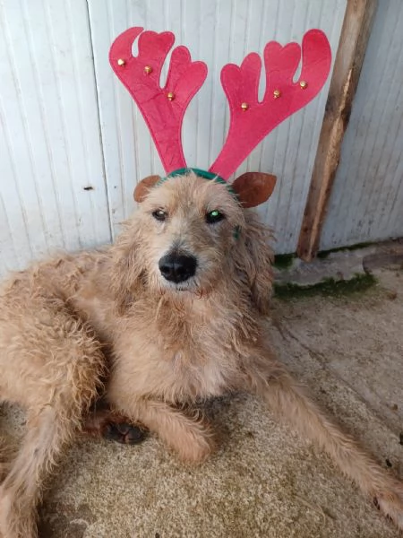 IL DOLCISSIMO JERRY | Foto 5