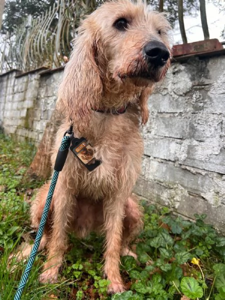 IL DOLCISSIMO JERRY | Foto 3