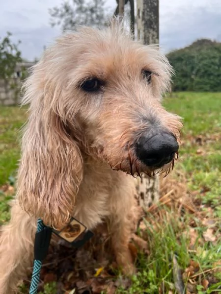 IL DOLCISSIMO JERRY | Foto 2