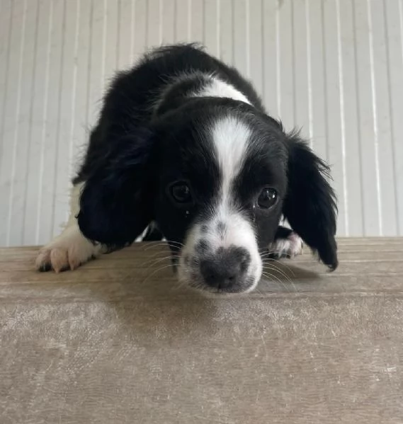 LA PICCOLA ZOE | Foto 3