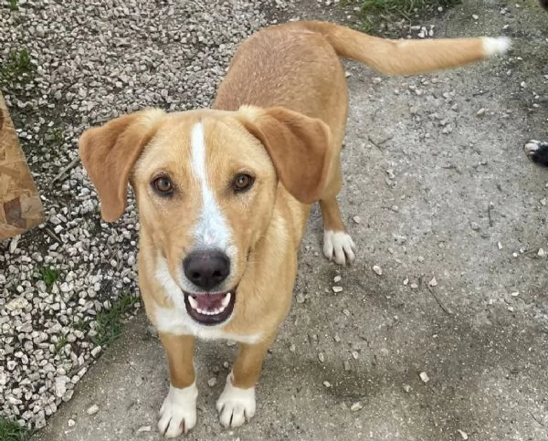 IL TENERO OLIVER | Foto 5