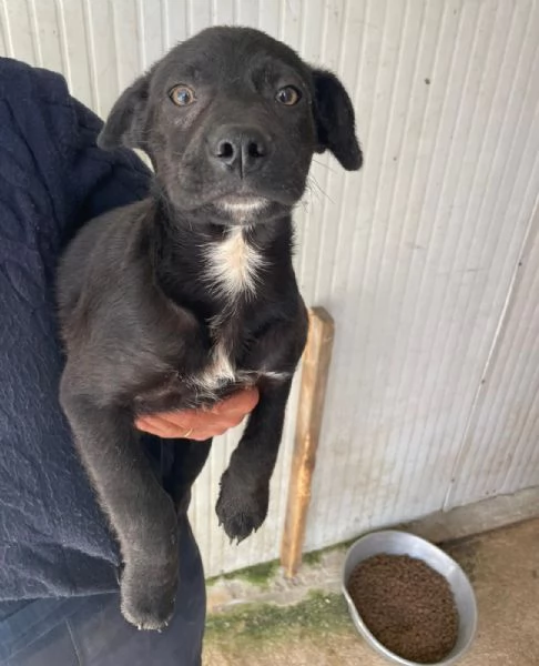 IL TENERO ALVIN | Foto 4