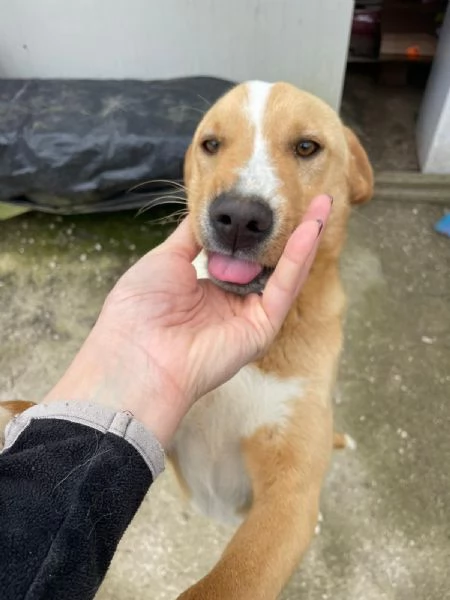 IL TENERO OLIVER | Foto 4