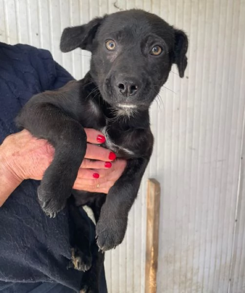 IL TENERO ALVIN | Foto 1