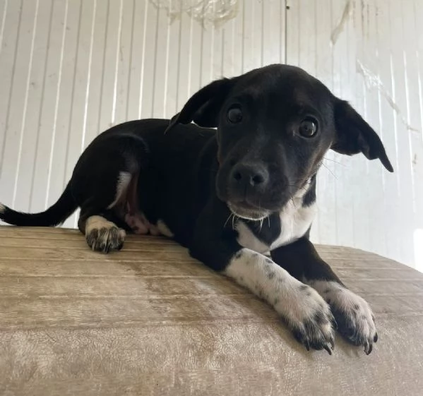 IL PICCOLO LEON | Foto 5