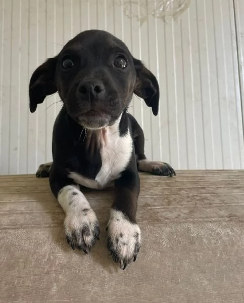 IL PICCOLO LEON | Foto 4