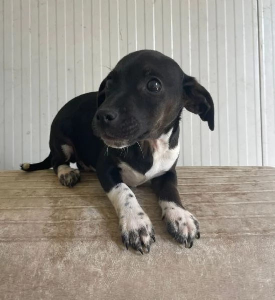 IL PICCOLO LEON | Foto 3