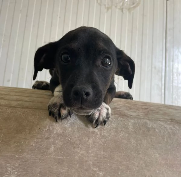 IL PICCOLO LEON | Foto 1