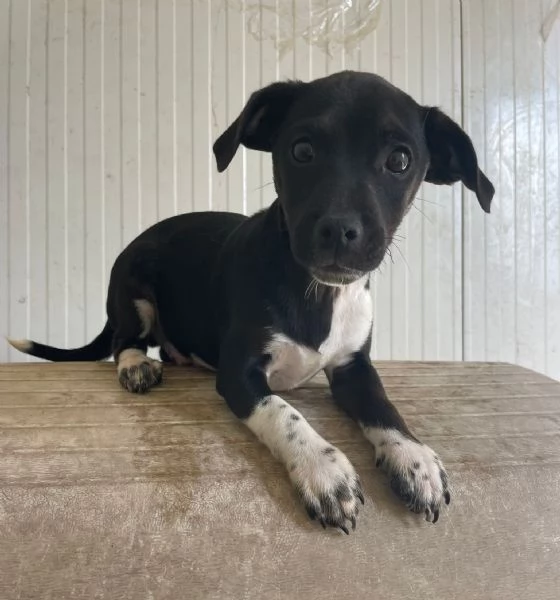 IL PICCOLO LEON | Foto 0