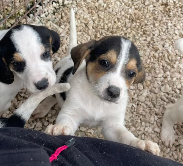 LA TENERA ELETTRA | Foto 5