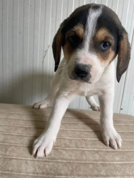 LA TENERA ELETTRA | Foto 4