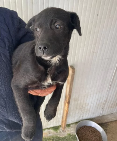 CHI ADOTTA QUESTO DOLCE SIMIL LABRADORINO | Foto 5