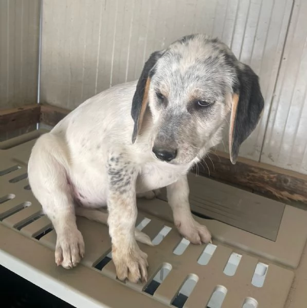 LA TENERA SIRYA | Foto 1