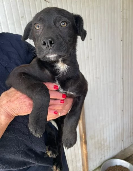 CHI ADOTTA QUESTO DOLCE SIMIL LABRADORINO | Foto 4