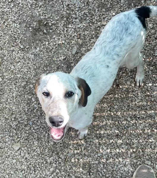 LA TENERA SIRYA | Foto 2