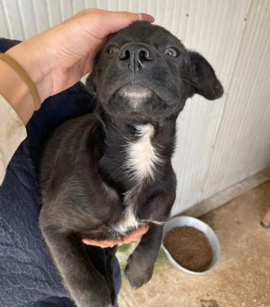 CHI ADOTTA QUESTO DOLCE SIMIL LABRADORINO | Foto 3