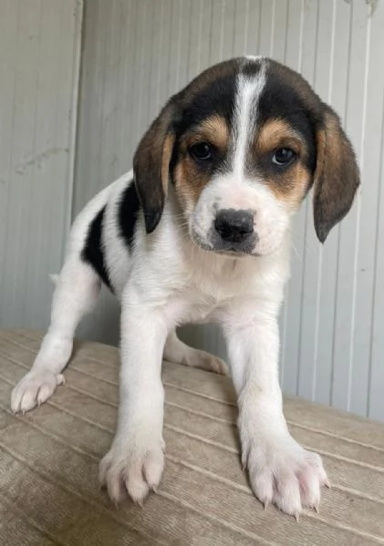 LA TENERA ELETTRA | Foto 2