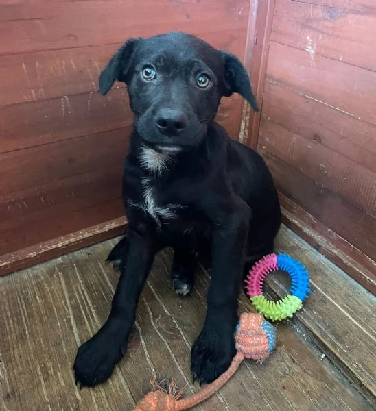 CHI ADOTTA QUESTO DOLCE SIMIL LABRADORINO | Foto 0