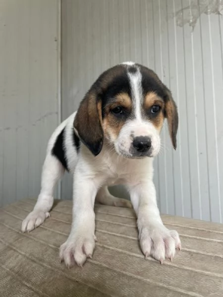 LA TENERA ELETTRA | Foto 0