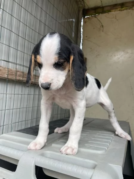 SELENE DOLCE SEGUGINA | Foto 8