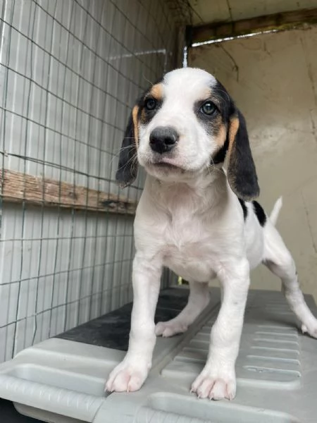 SELENE DOLCE SEGUGINA | Foto 7