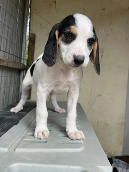 SELENE DOLCE SEGUGINA | Foto 4