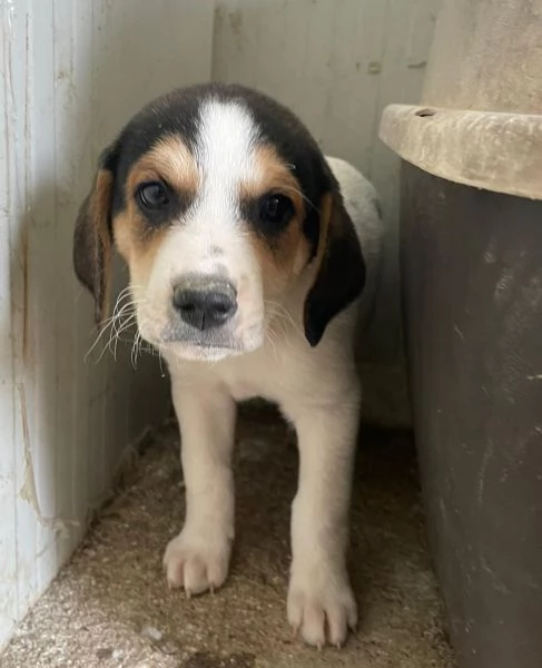 ORIONE DOLCE SEGUGINO | Foto 1