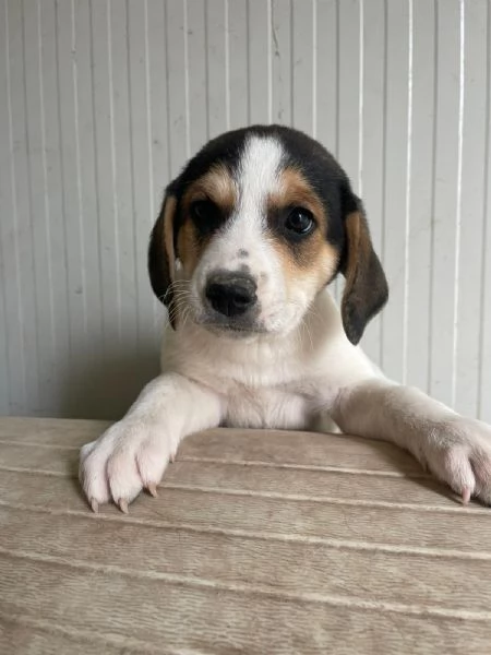 ORIONE DOLCE SEGUGINO | Foto 0