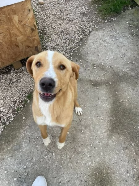 IL TENERO OLIVER | Foto 3