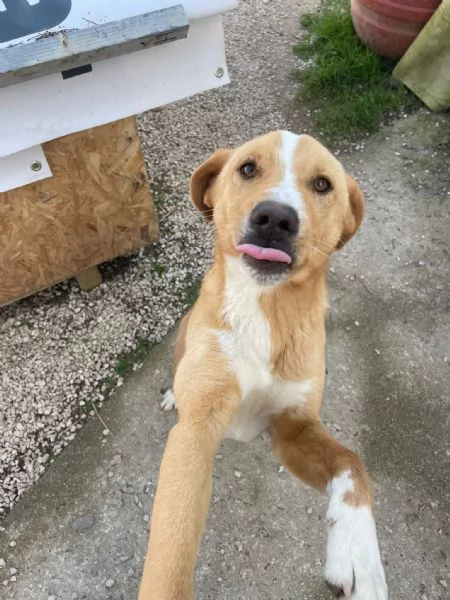 IL TENERO OLIVER | Foto 1